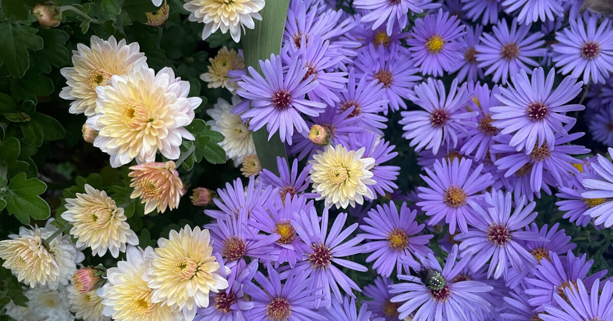 virágosztás a kerületben